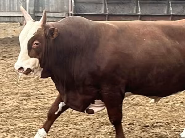 Toro, Hereford