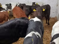 公牛, Cattle — 照片 6