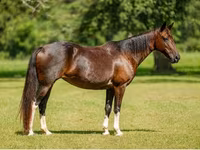 Stute, American paint horse — Foto 8