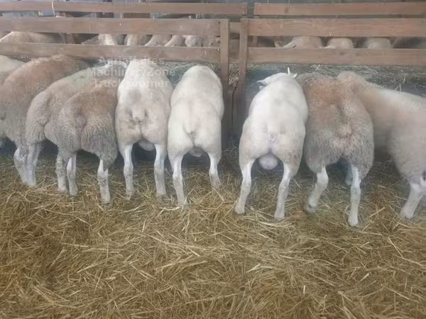 Koyun, Baerchuke sheep