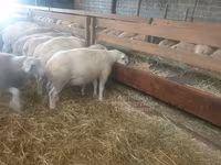 Koyun, Baerchuke sheep — foto 2