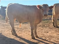 Toro, Charolais cattle — foto 5