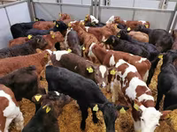公牛, Cattle — 照片 3