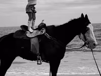 母马, American paint horse — 照片 3