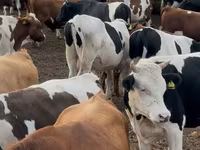 Toro, Ganado vacuno — foto 1