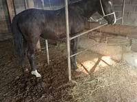 母马, Friesian sport horse — 照片 4