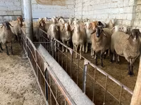 Koyun, Awassi sheep — foto 2