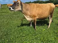 Vaca, Raza Jersey — foto 5