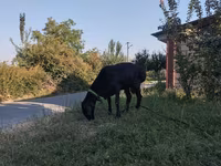 Koç, Red Karaman sheep — foto 2