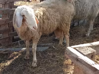 Widder, Assaf sheep — Foto 4