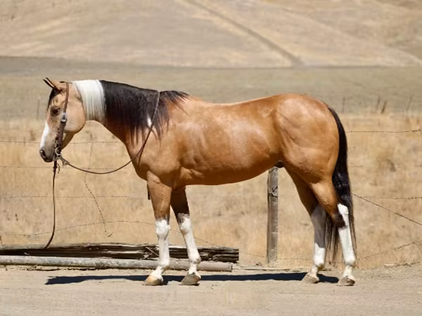 母马, Quarter Horse