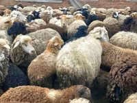 Keçi, Kejobong goat — foto 8