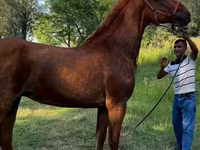 Yegua, Skyros Pony — foto 1