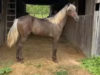 Yegua, Rocky Mountain Horse — foto 7