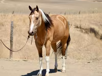 母马, Quarter Horse — 照片 4