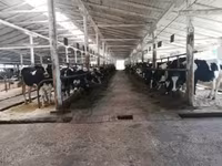 Vaca, Swiss cattle — foto 1