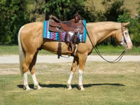Aygır, Palomino — foto 4