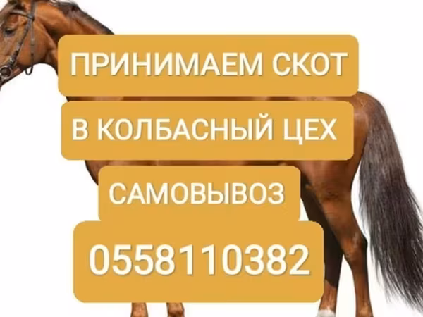 Skot