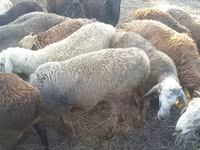 Koç, Romanov sheep — foto 5
