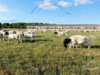 Koç, Dorper sheep — foto 2