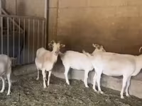 عنزة, Pomellata goat — الصورة 5