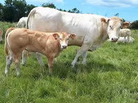 Bulle, Blonde d’Aquitane cattle — Foto 3
