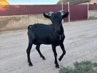 बकरा, Murcia-Granada goats — फ़ोटो 1