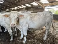 İnek, Charolais cattle — foto 2