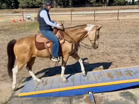 母马, Quarter Horse — 照片 6