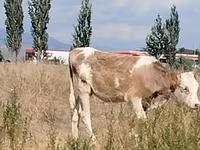 بقرة, Red Estonian cattle — الصورة 1