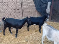 Ziegenbock, Saanen goat — Foto 1