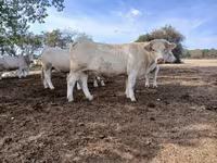 İnek, Charolais cattle — foto 5