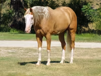 Aygır, Palomino — foto 7