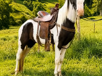 Caballo, Appaloosa — foto 7