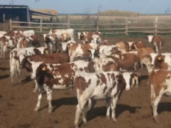 İnek, Simmental cattle