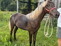 Yegua, Rocky Mountain Horse — foto 2