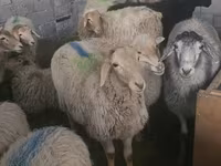 भेड़, Tian-Shan semifinewool sheep — फ़ोटो 1