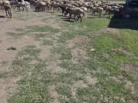 मेढ़ा, Hissar sheep — फ़ोटो 2