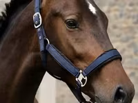 حصان, Karachay horse — الصورة 2