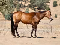 Caballo, Quarter Horse — foto 7