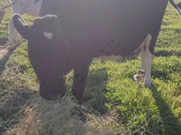 Vaca, Raza Holstein