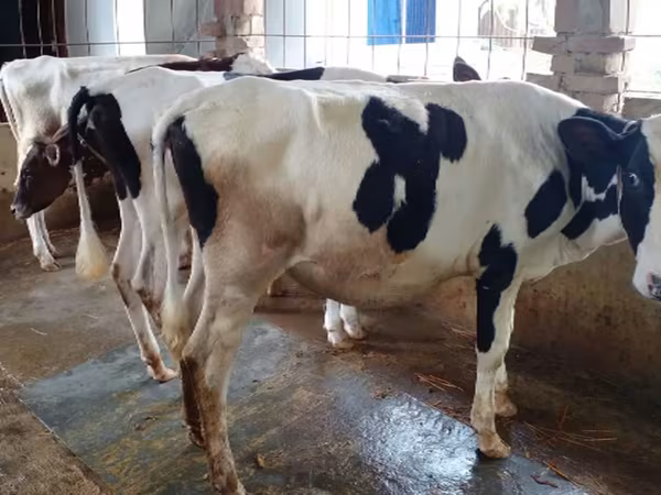 母牛, Holstein breed