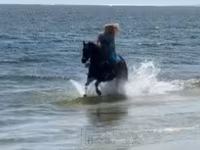 घोड़ी, Quarter Horse — फ़ोटो 6