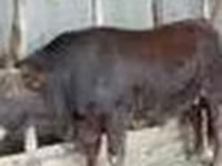 Toro, Vaca de estepa roja — foto 7