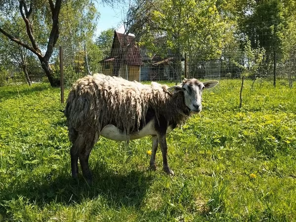 Keçi, Kejobong goat
