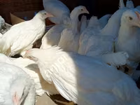 هايسكس — الصورة 3