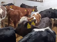 公牛, Cattle — 照片 5