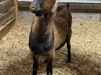 Oğlak, Alpine goat — foto 1