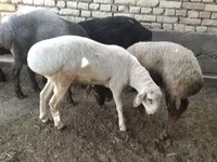 كبش, الأغنام — الصورة 4