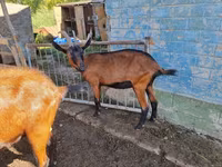 Keçi, Alpine goat — foto 1